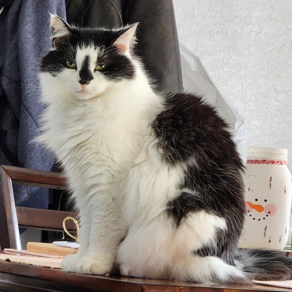 Meet your Posher, Annie